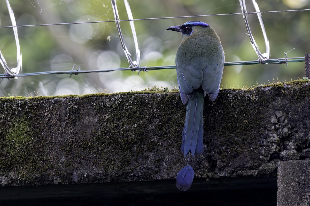 Lesson's Motmot - ML646836080