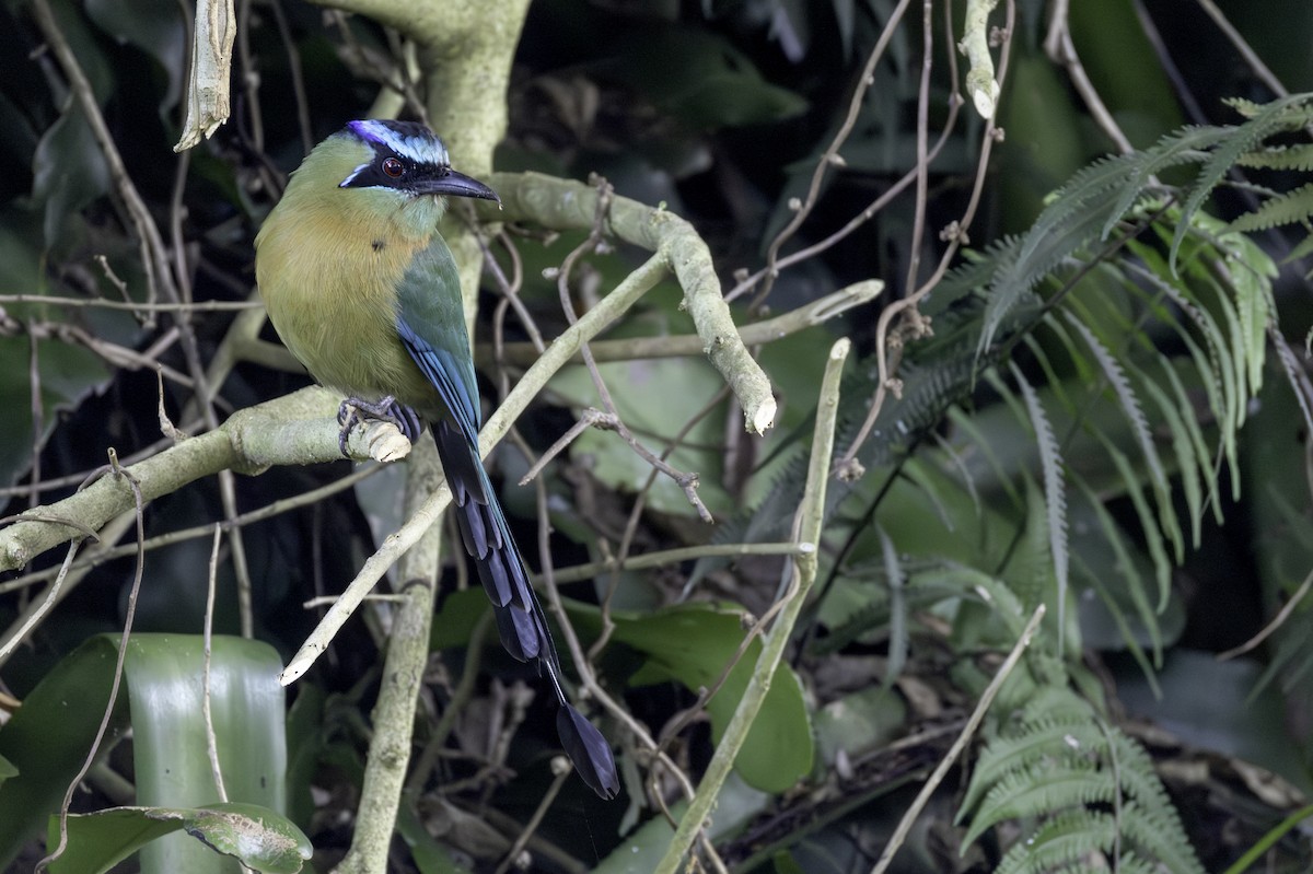 Lesson's Motmot - ML646836081