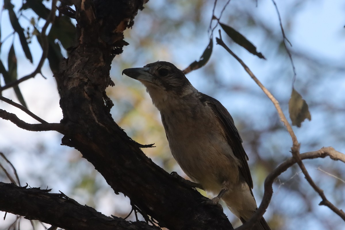 Серая флейтовая птица - ML646836082