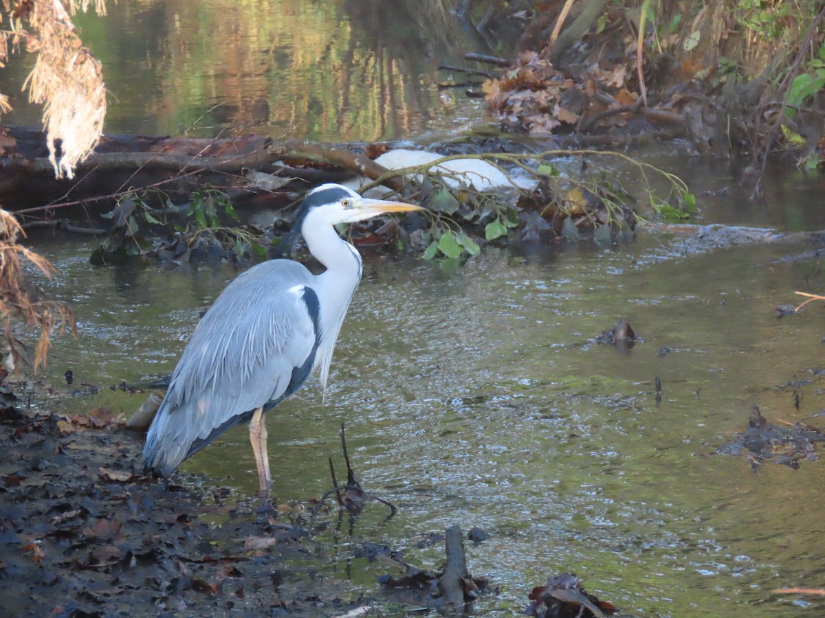 Garza Real - ML646836083