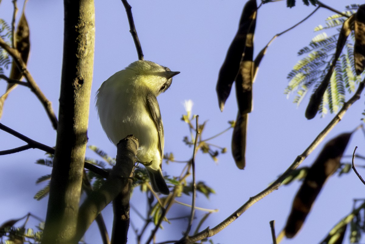 Philadelphia Vireo - ML646836085