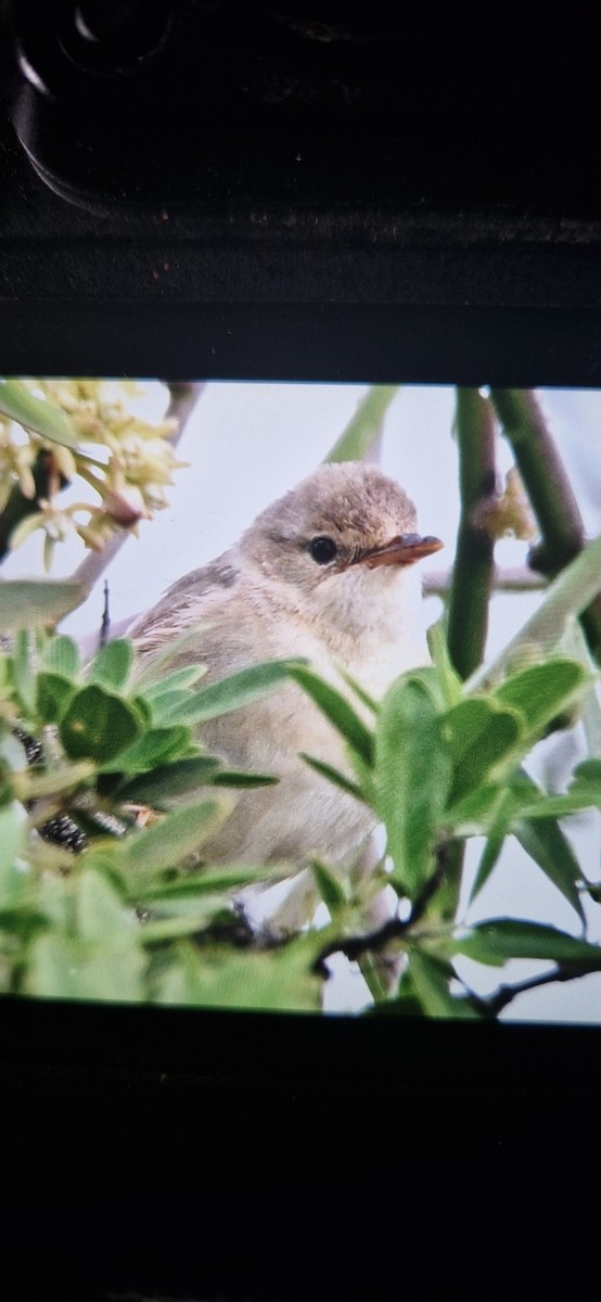 Marsh Warbler - ML646836086