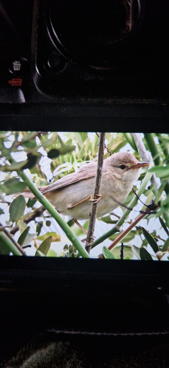 Marsh Warbler - ML646836087