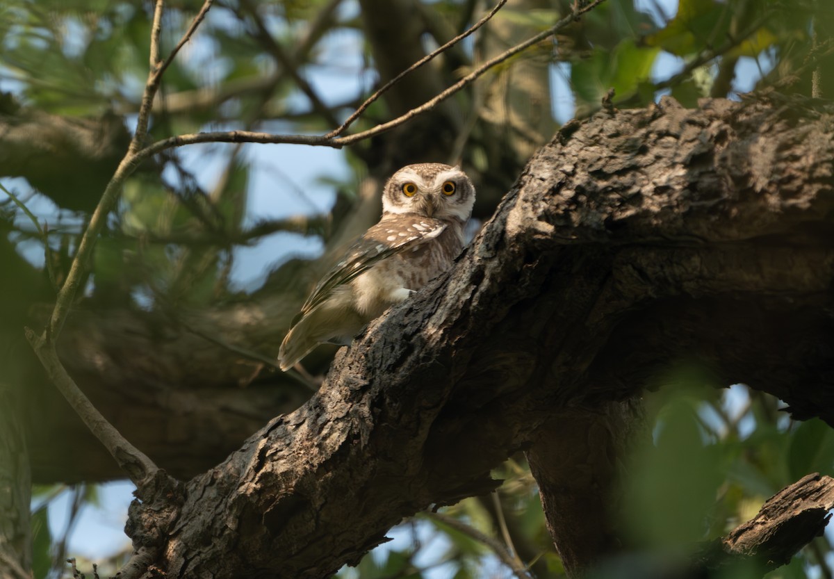 Spotted Owlet - ML646836089
