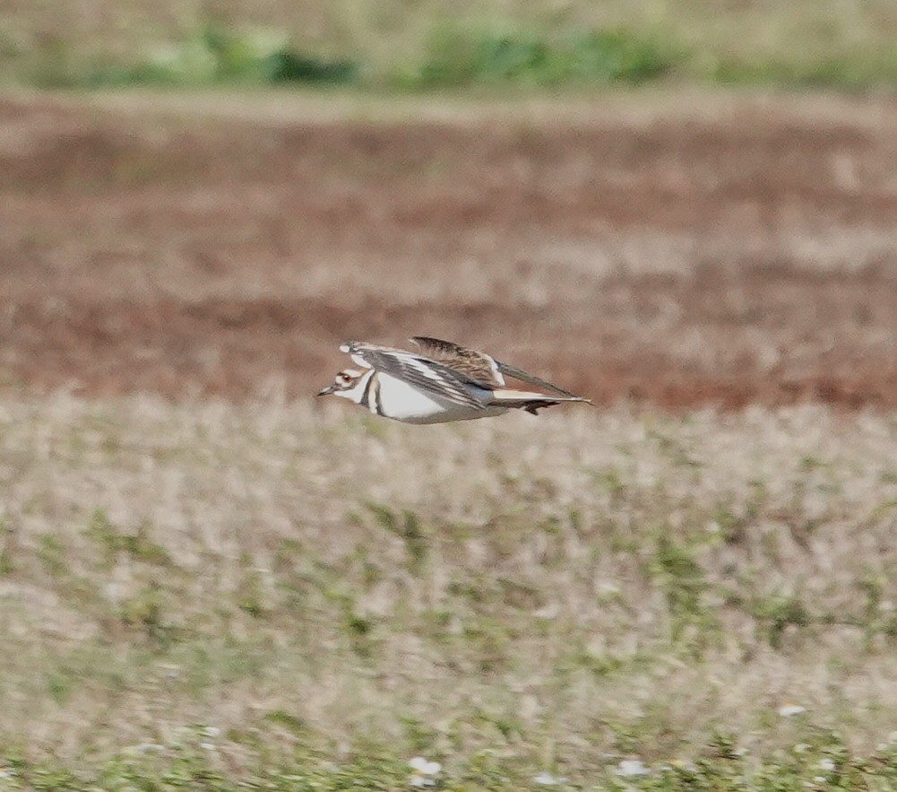Keilschwanz-Regenpfeifer - ML646836090
