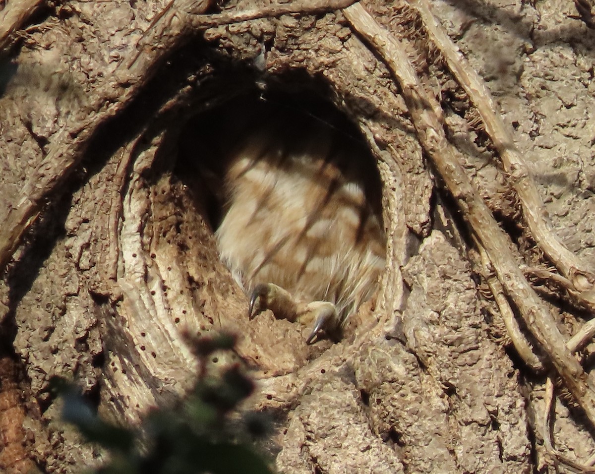 Allocco - ML646836092