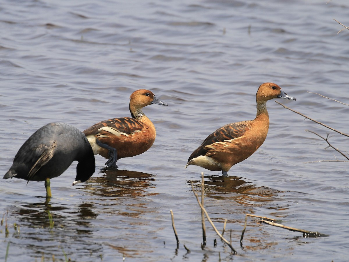 Fulvous Whistling-Duck - ML646836093