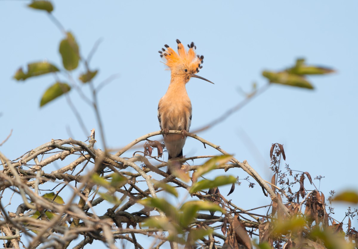 ヤツガシラ - ML646836095