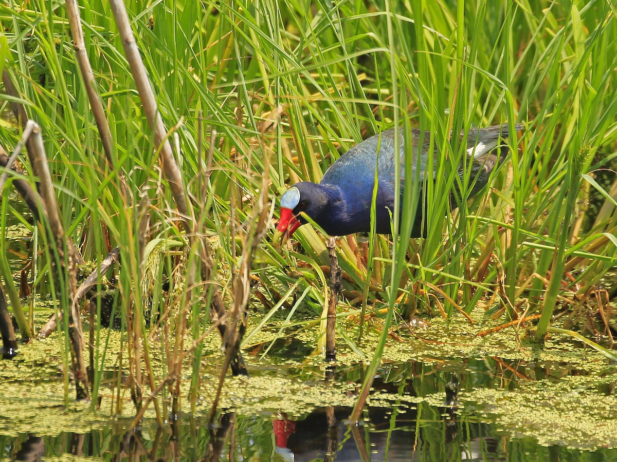 Sarı Bacaklı Sazhorozu - ML646836096