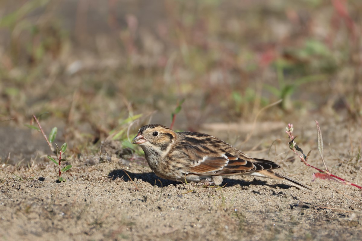 Escribano Lapón - ML646836099