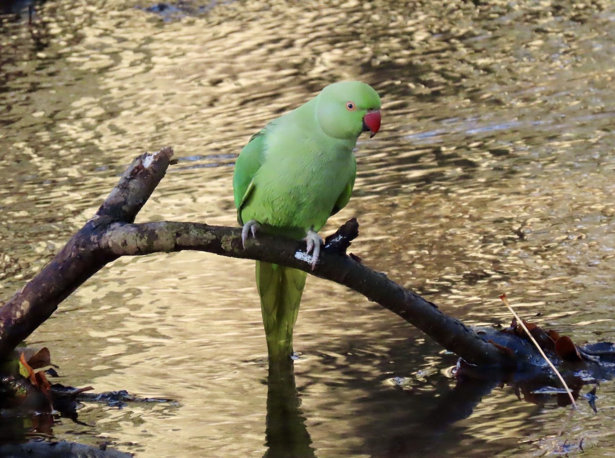 Cotorra de Kramer - ML646836100