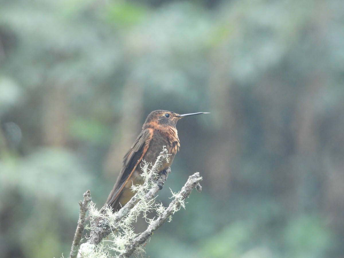 Shining Sunbeam - ML646836102