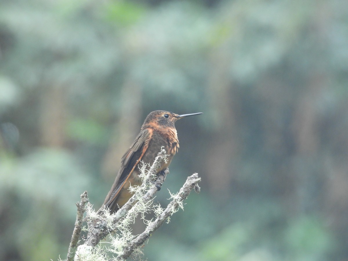 Shining Sunbeam - ML646836103