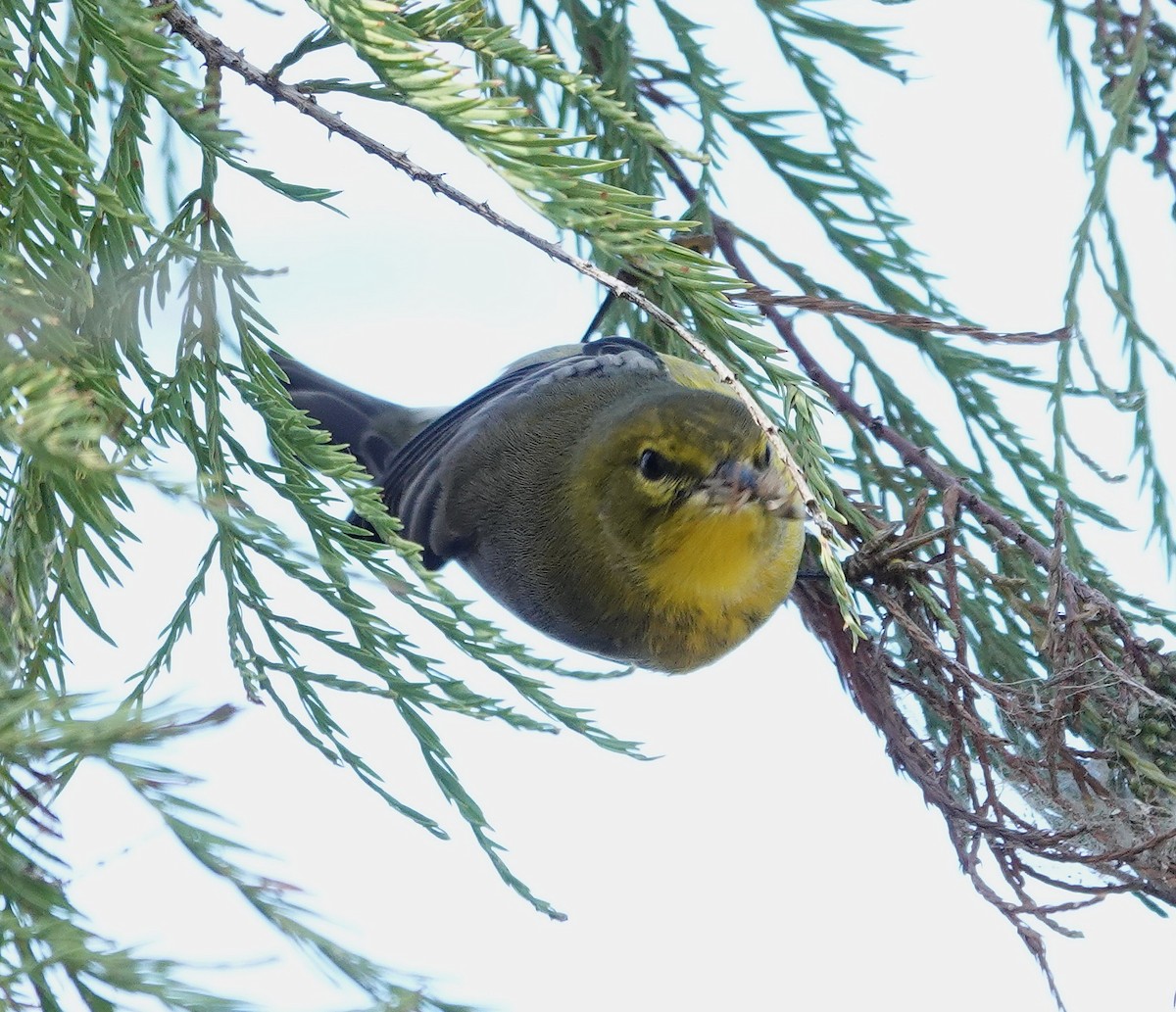 Kiefernwaldsänger - ML646836104