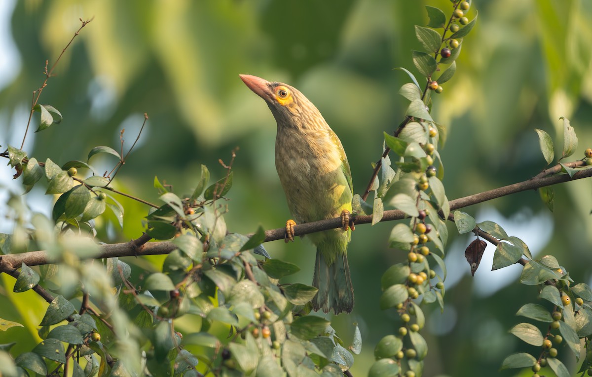 Brown-headed Barbet - ML646836105