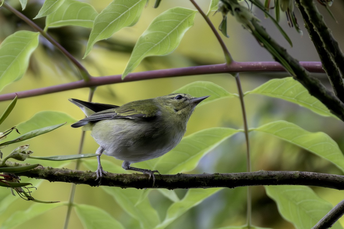 Tennessee Warbler - ML646836106
