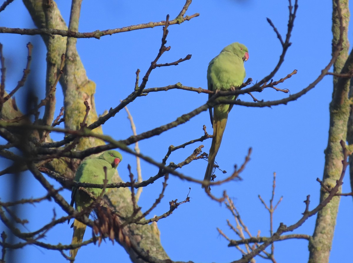 Cotorra de Kramer - ML646836109