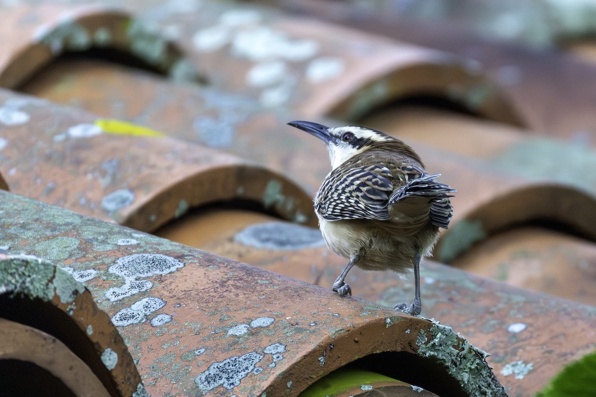 Rufous-backed Wren - ML646836110
