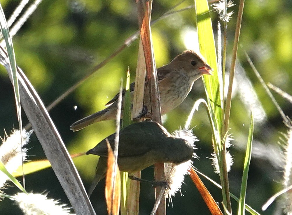 Indigofink - ML646836111