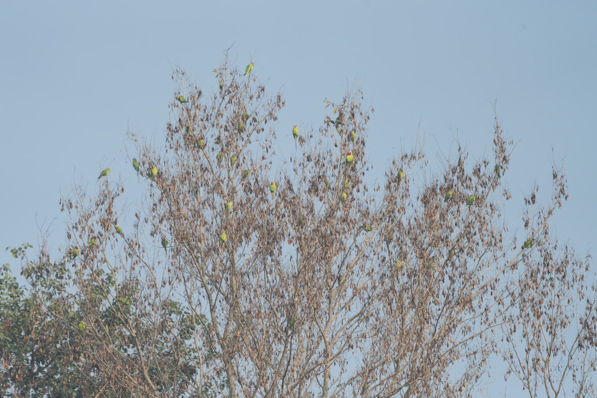 Plum-headed Parakeet - ML646836112