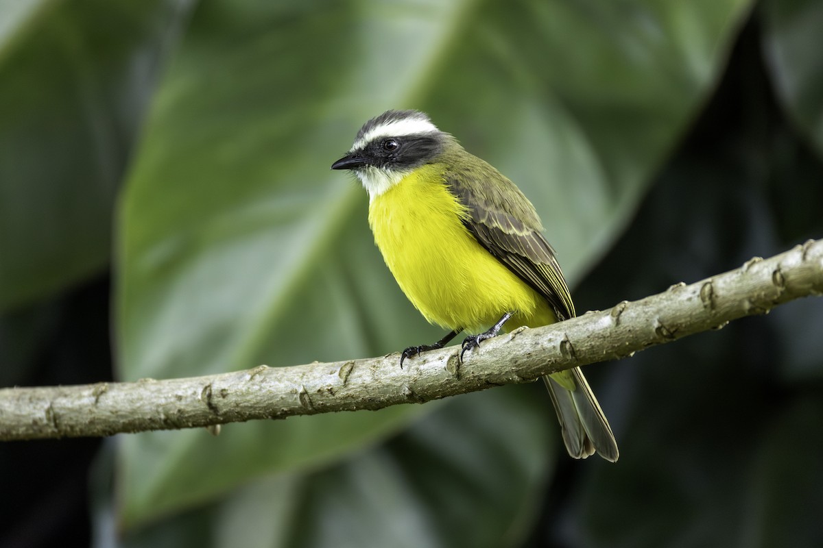 Bienteveo Sociable - ML646836118