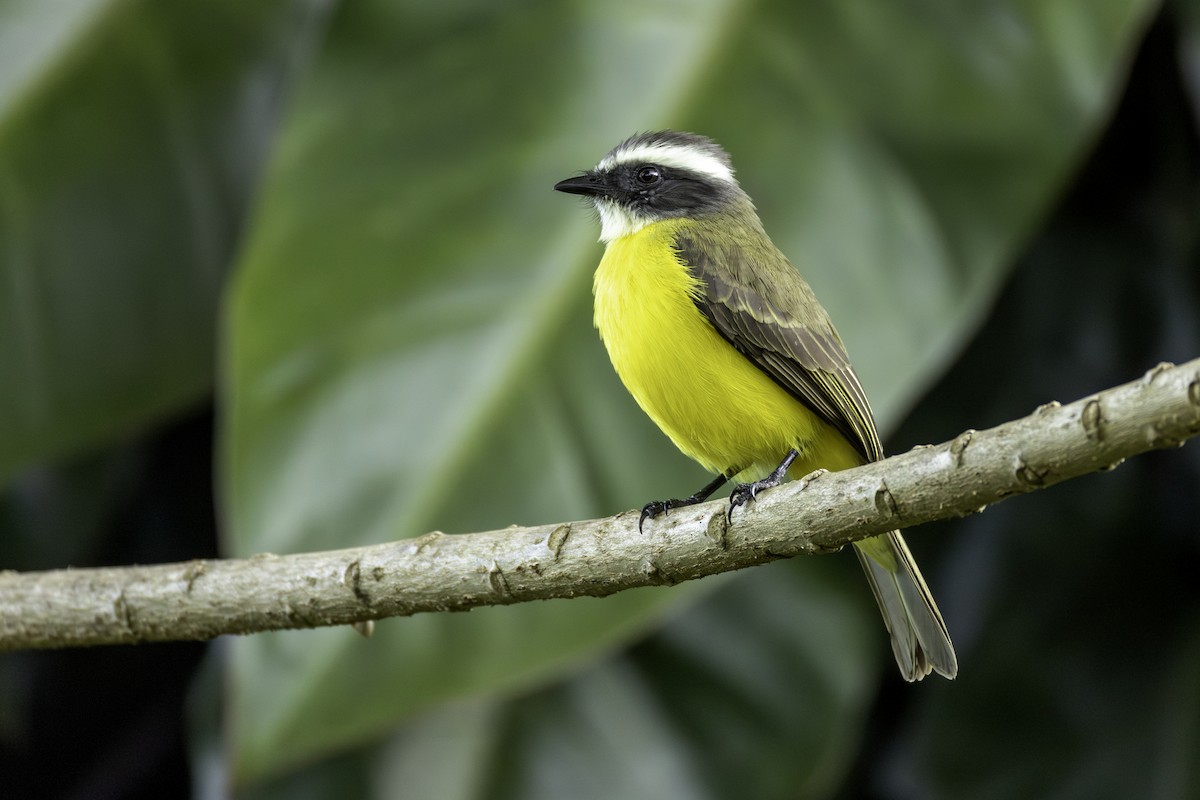 Bienteveo Sociable - ML646836119