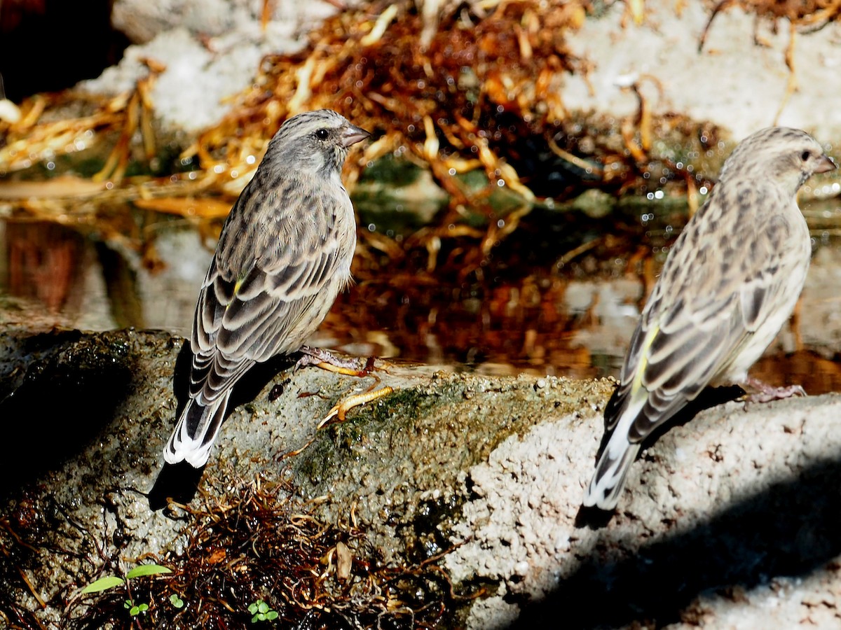Black-throated Canary - ML646836120