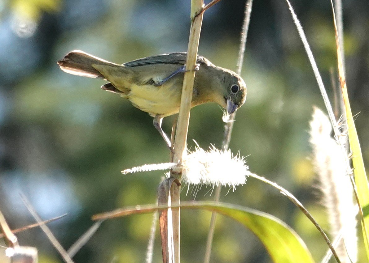 Papstfink - ML646836121