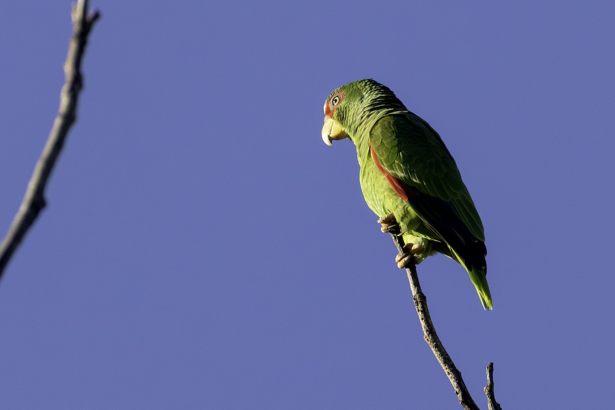 Weißstirnamazone - ML646836122