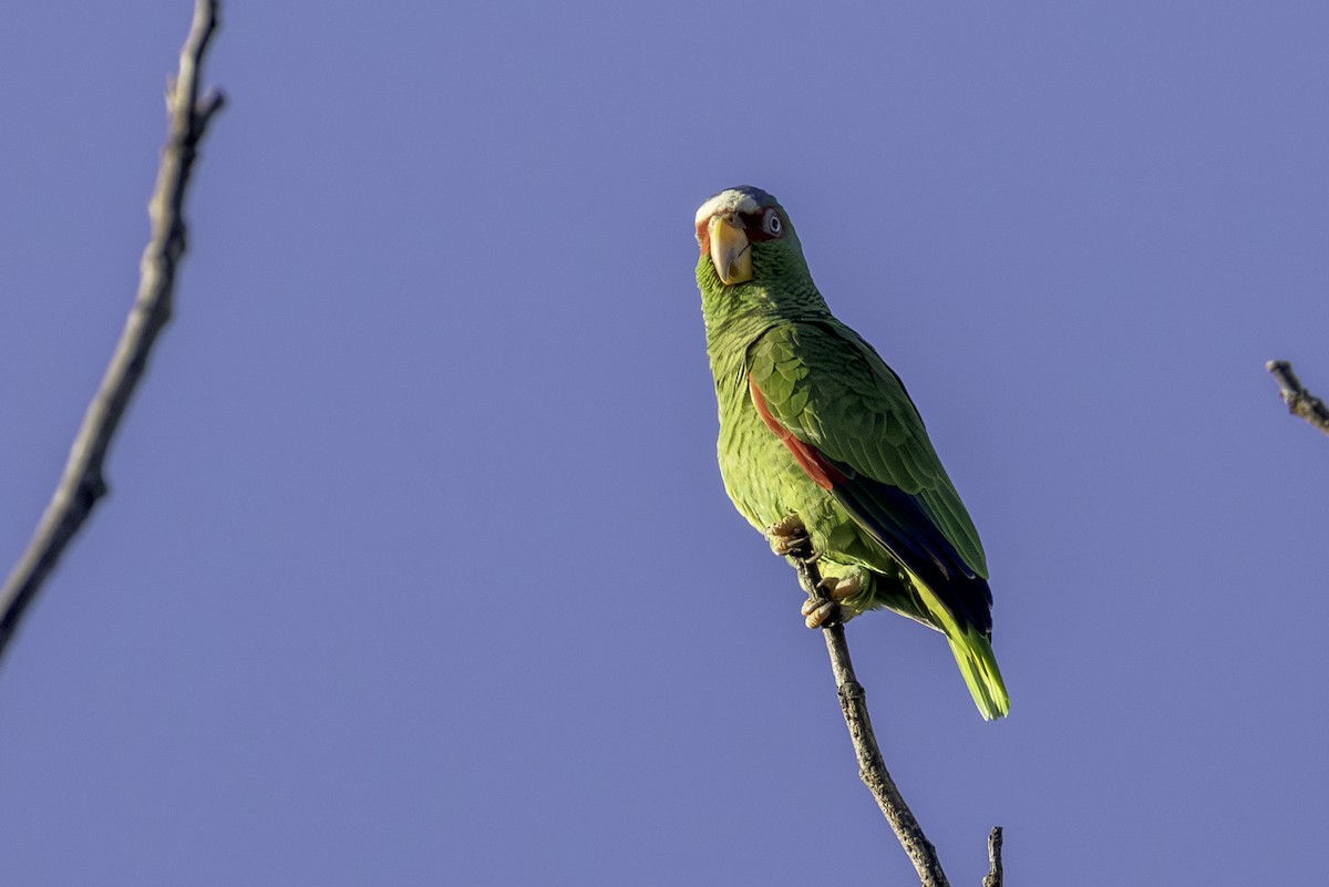 Weißstirnamazone - ML646836123