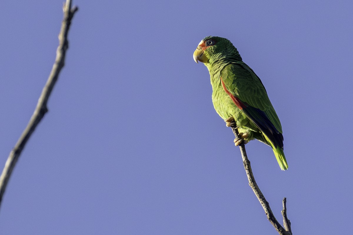 Weißstirnamazone - ML646836124