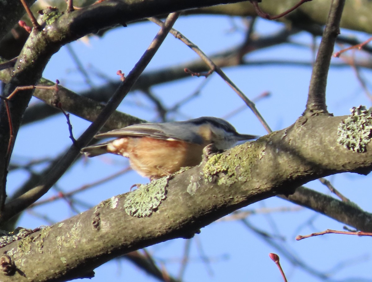 Garrapo eurasiarra - ML646836125