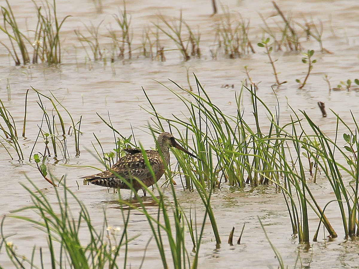Hudsonian Godwit - ML646836127