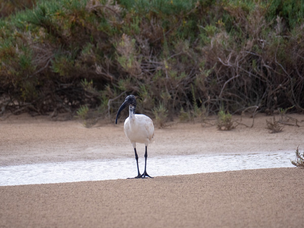 African Sacred Ibis - ML646836129