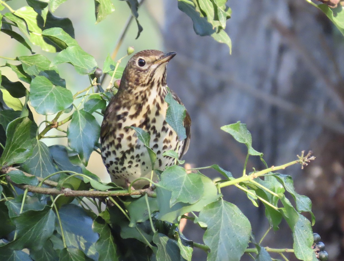 Zorzal Común - ML646836136