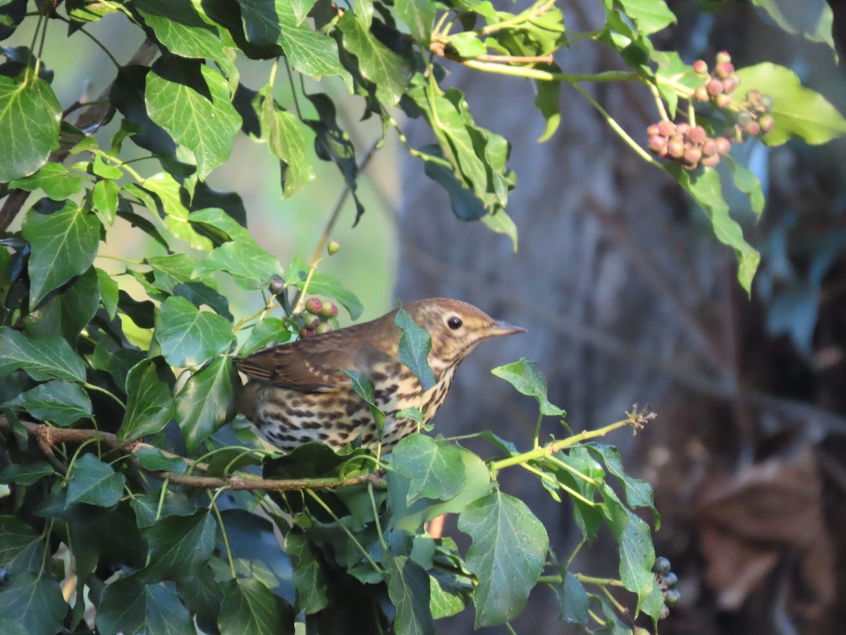 Zorzal Común - ML646836137