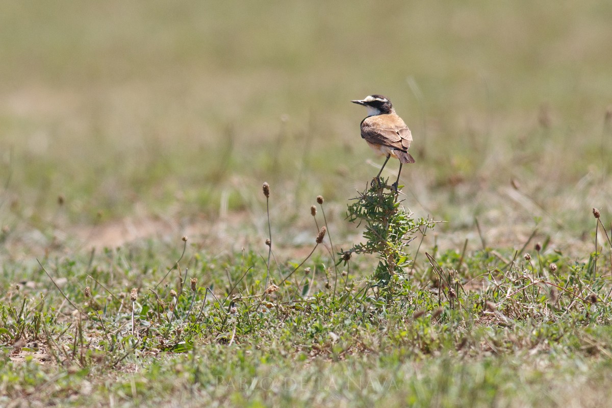 Capped Wheatear - ML646836138
