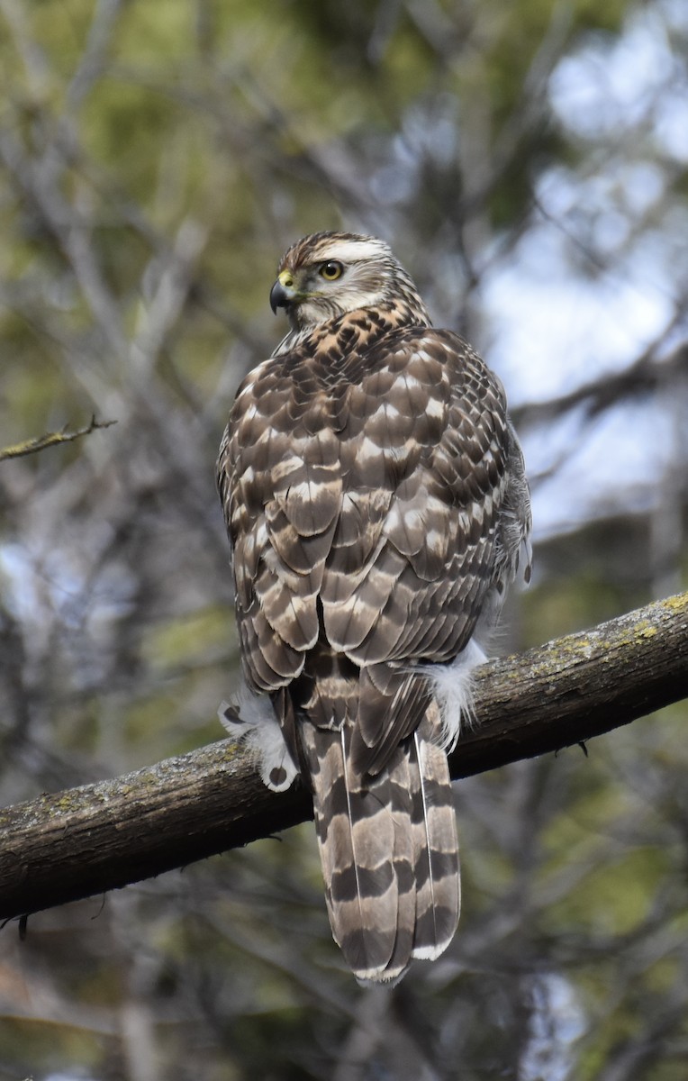 American Goshawk - ML646836139