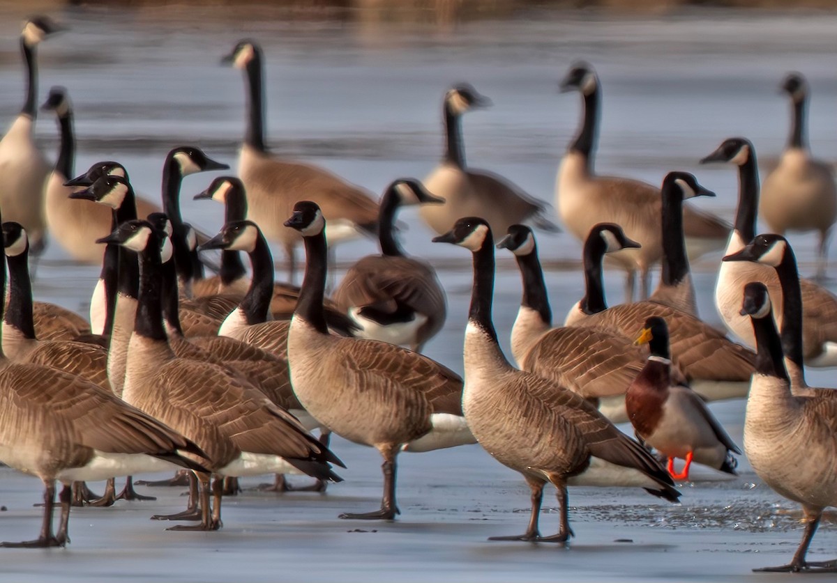 ברנטה קנדית - ML646836141