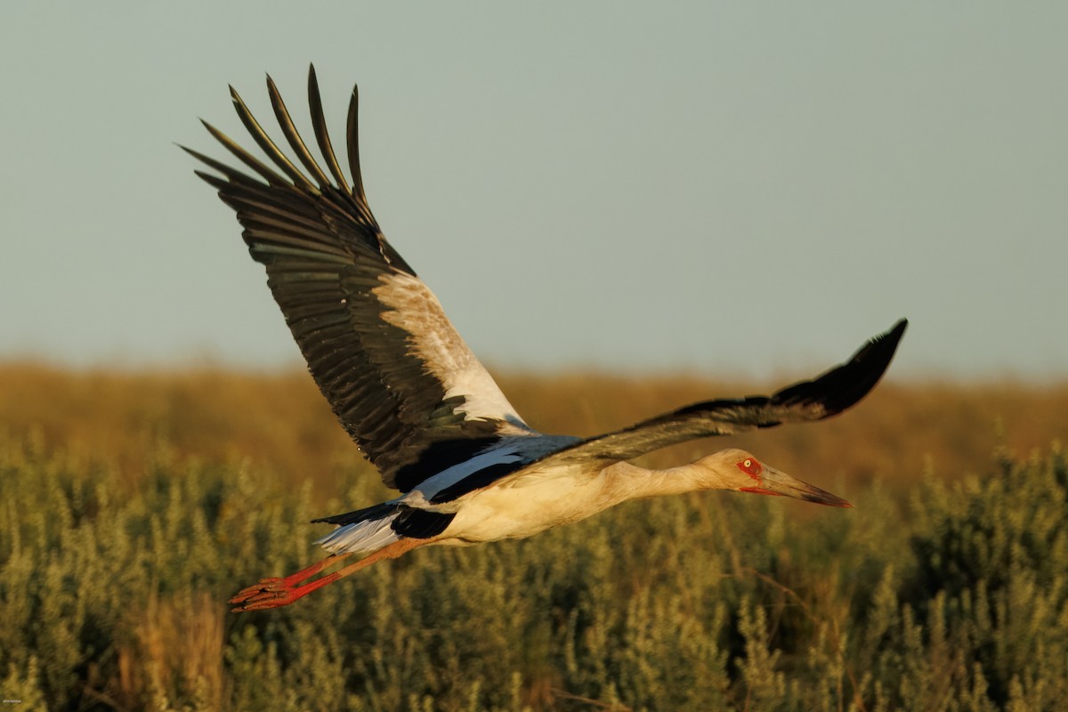 Maguari Stork - ML646836143