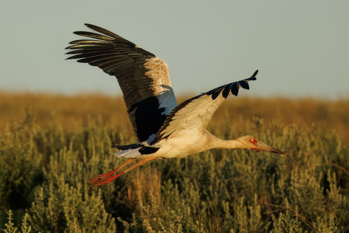 Maguari Stork - ML646836144