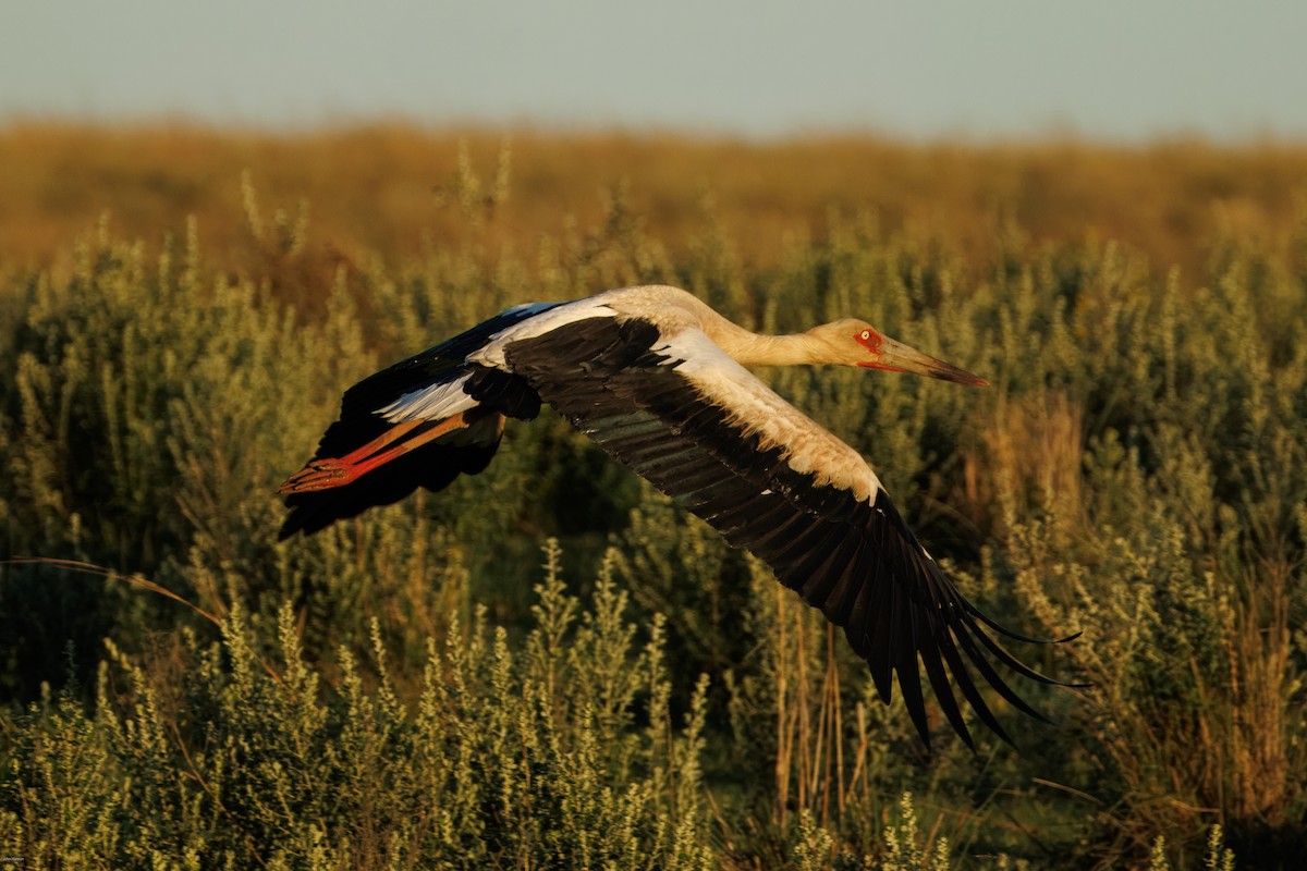 Maguari Stork - ML646836145