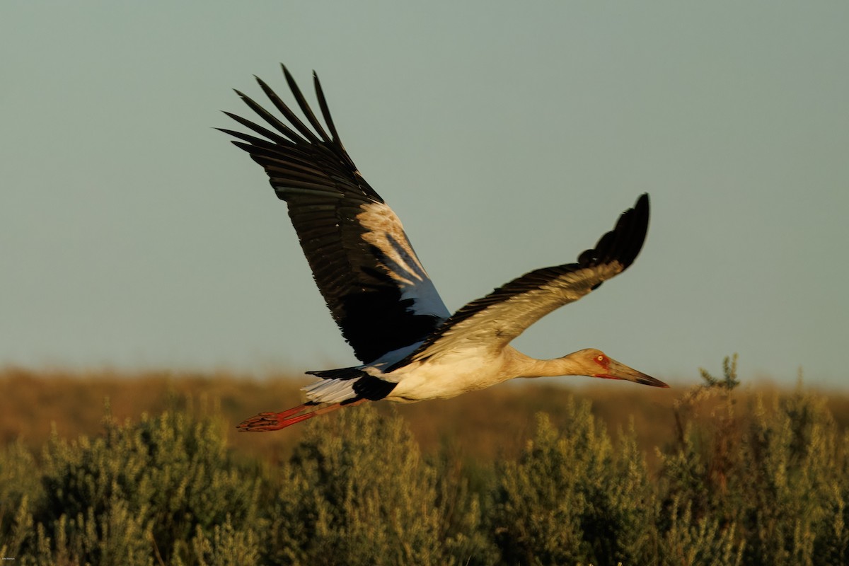 Maguari Stork - ML646836146