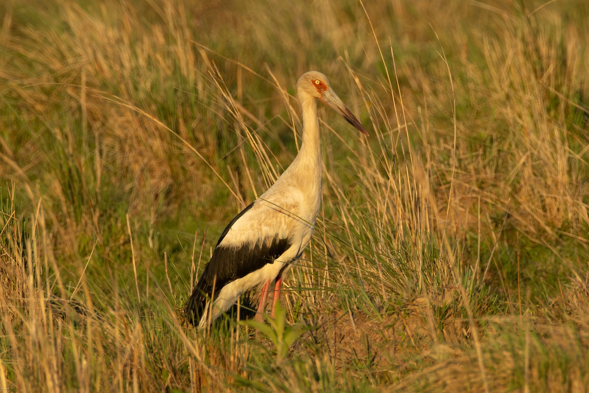 Maguari Stork - ML646836147