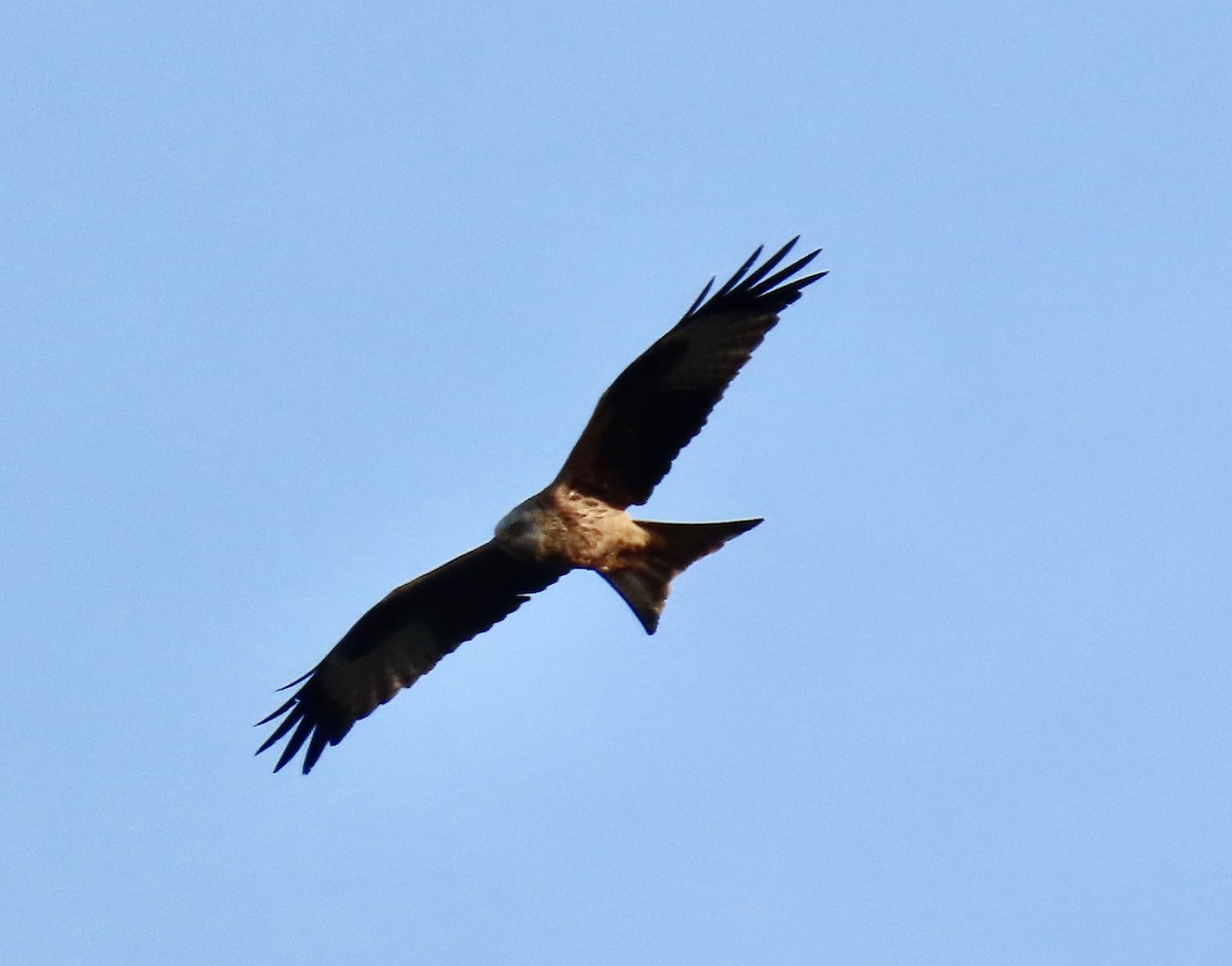 Milano Real - ML646836149