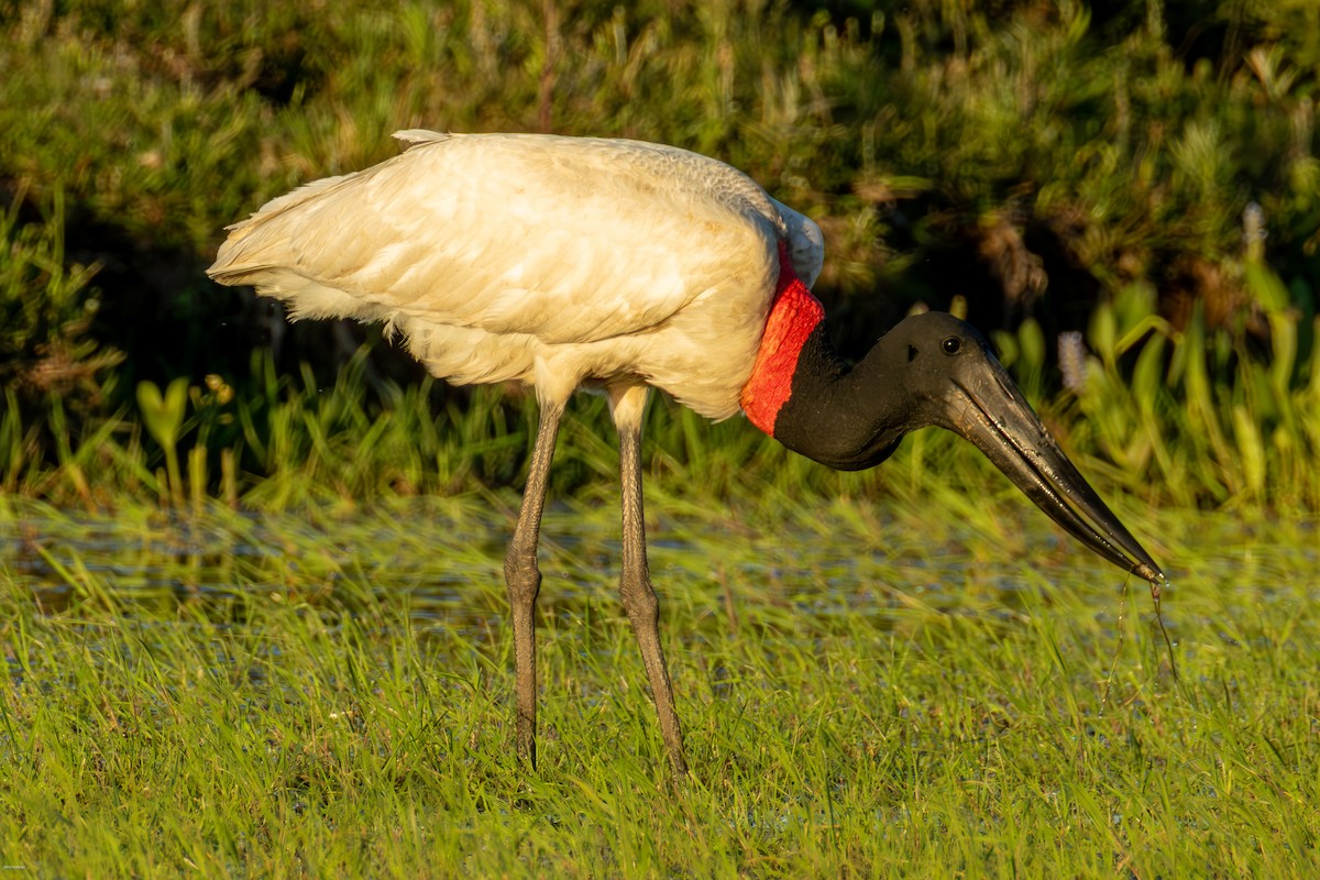 Jabiru - ML646836150