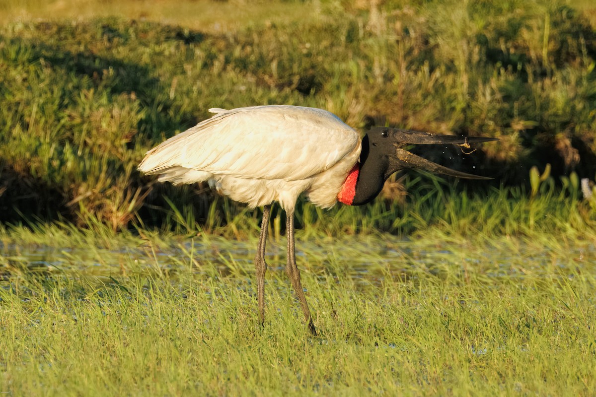 Jabiru - ML646836151