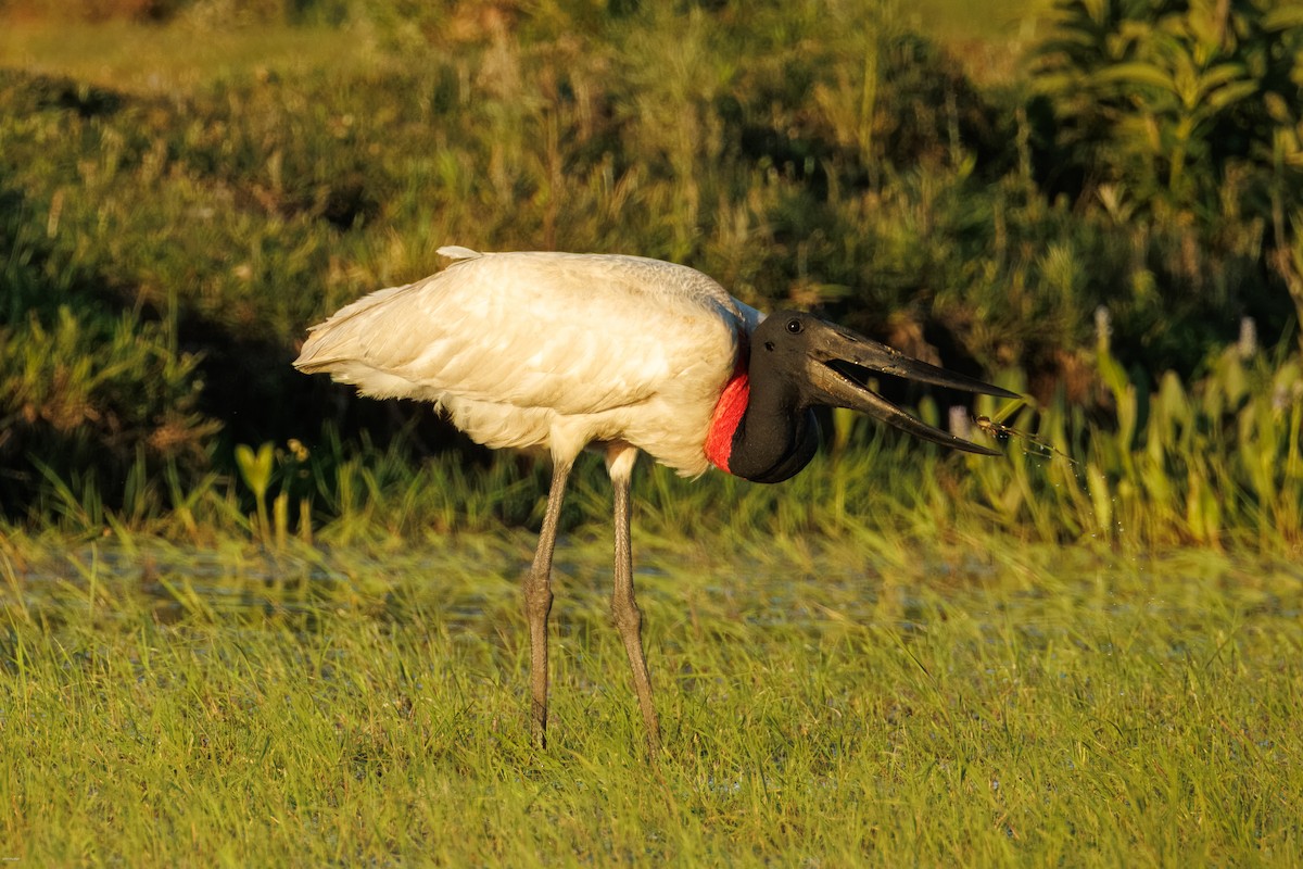 Jabiru - ML646836154
