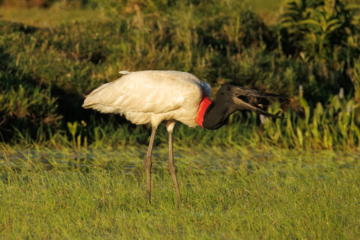 Jabiru - ML646836155
