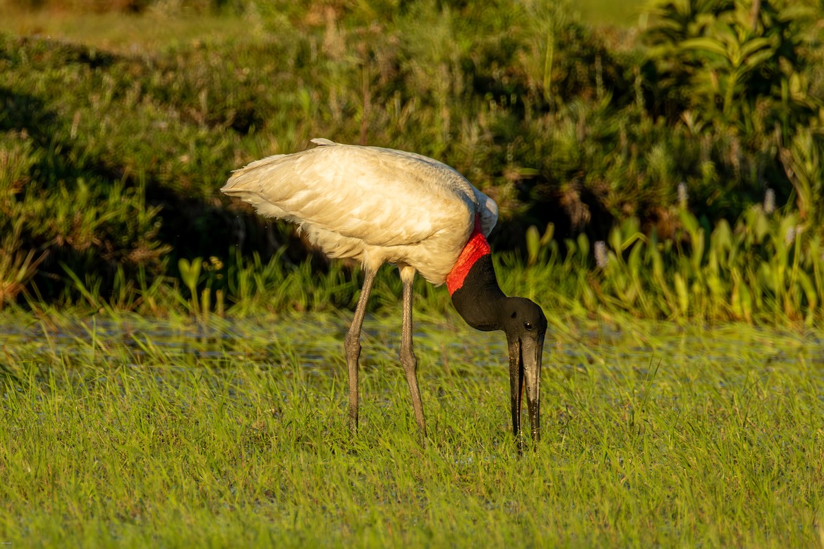 Jabiru - ML646836156